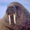 Walrus1235